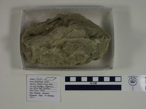 Typotheria