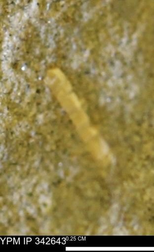 undet. Bivalvia