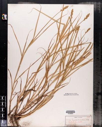 Carex tribuloides
