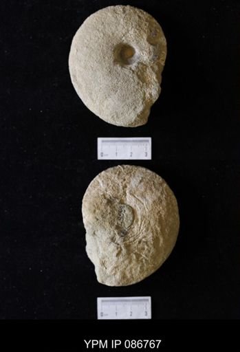 Placenticeras planum