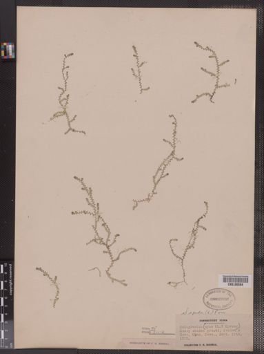 Selaginella apoda
