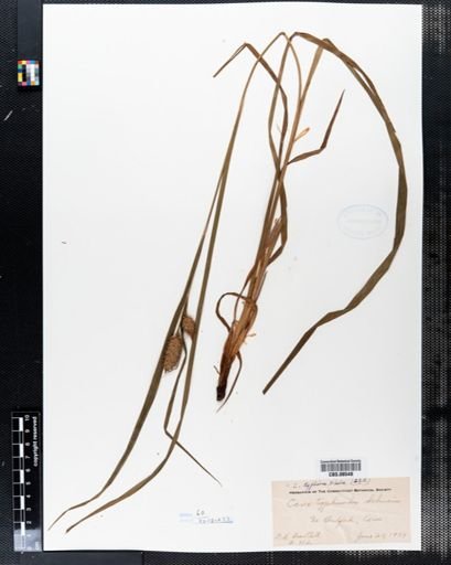 Carex typhina