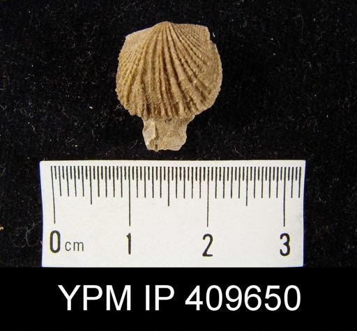 Glyptorthis?