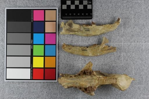 Daphoenus vetus