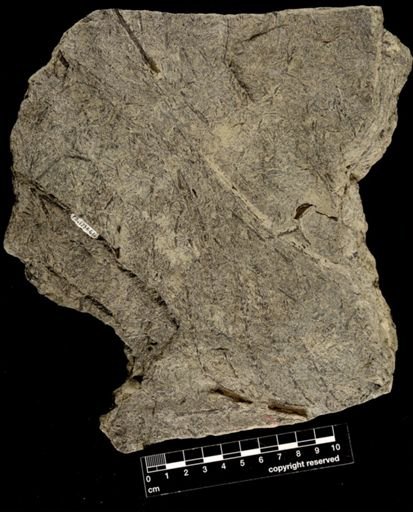 Archaeopteris sp.