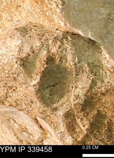 undet. Mollusca