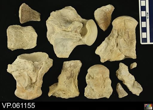 undet. Mosasauridae