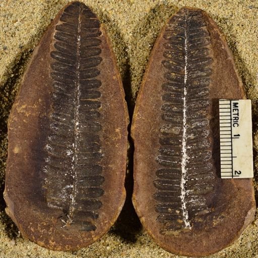 Pecopteris sp.