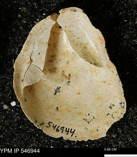 Crepidula fornicata
