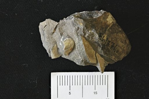 undet. Bivalvia