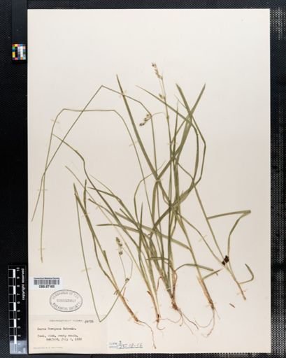 Carex deweyana