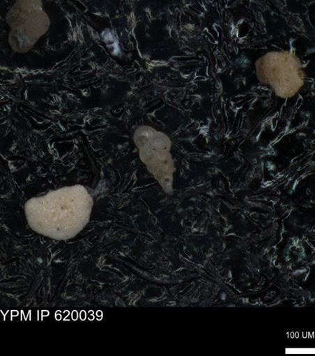 undet. Heterohelicidae