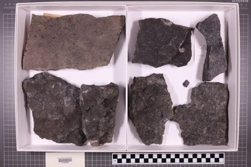 mixed taxa, stratigraphic collection