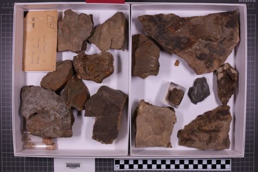 mixed taxa, stratigraphic collection