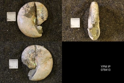 Hoploscaphites nicolletii