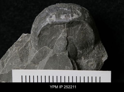 Leptaena sp.