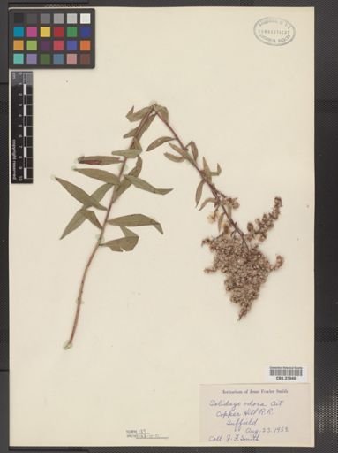 Solidago odora