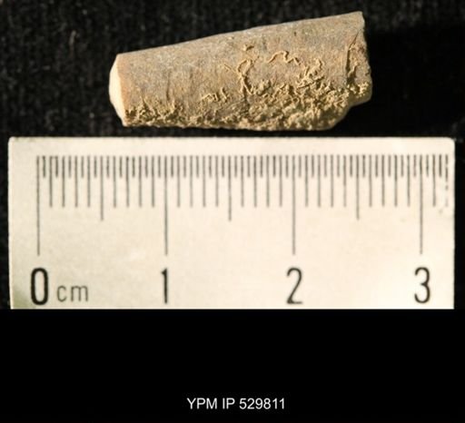 Pseudorthoceras knoxense