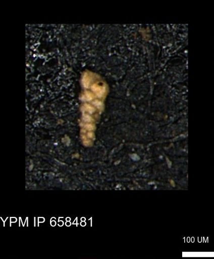 Verneuilinoides kansasensis