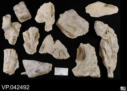 undet. Ichthyodectidae