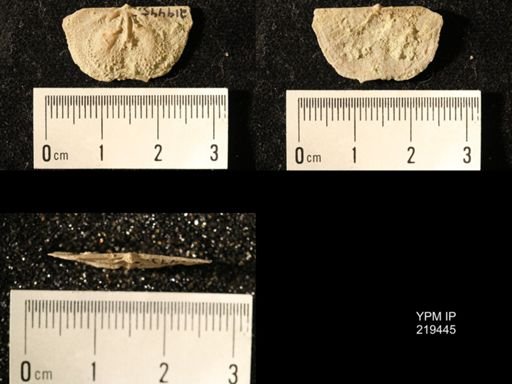 Chonetes granulifer