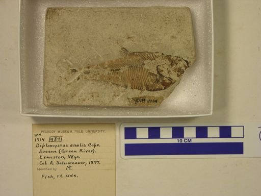 Diplomystus analis