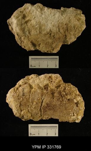 Selkirkoceras tyndallense