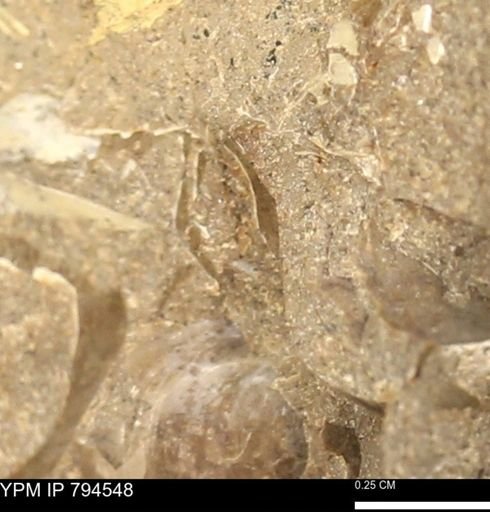 Protocardia subquadrata