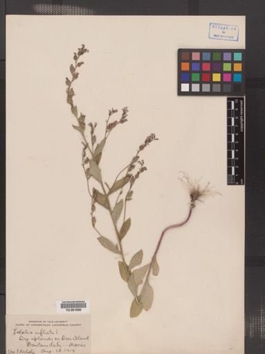 Lobelia inflata