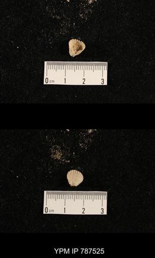 undet. Brachiopoda