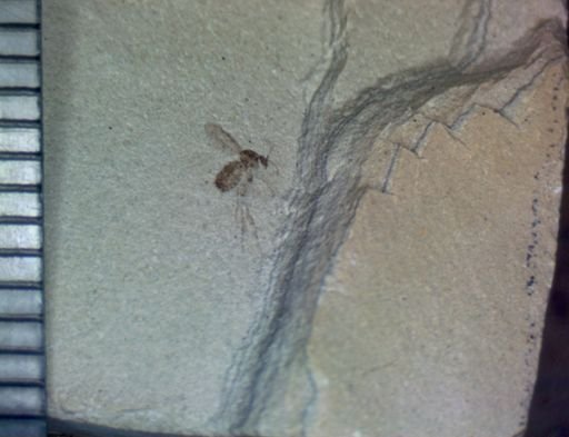 undet. Diptera
