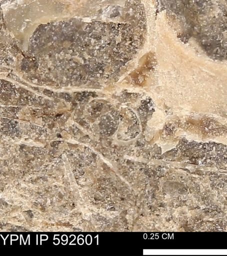 undet. Mollusca