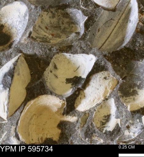 Protocardia sp.