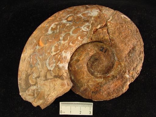 Monophyllites sphaerophyllus