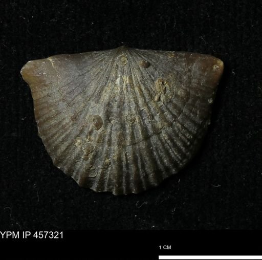 Stropheodonta sp.
