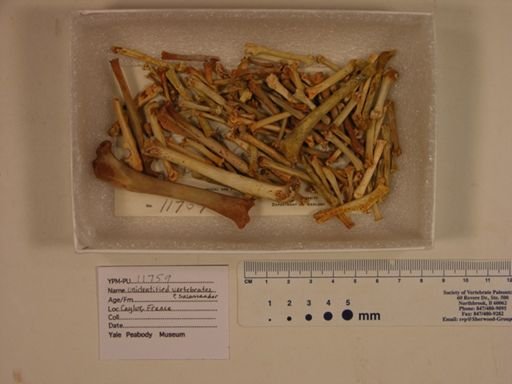 Vertebrata