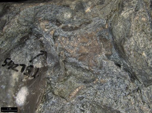 Aplocoma damesii