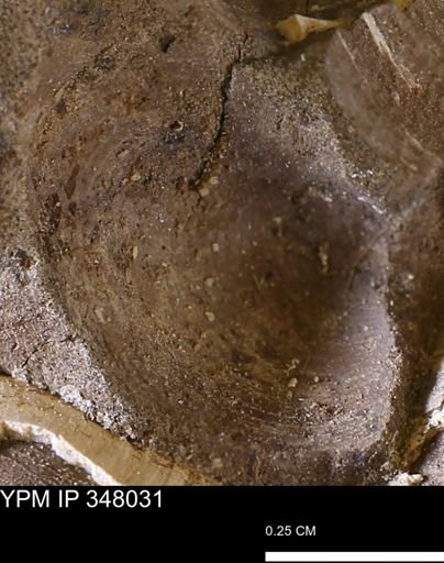 Limopsis striatopunctatus