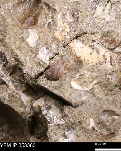 Protocardia?