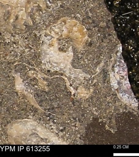 Scaphites sp.