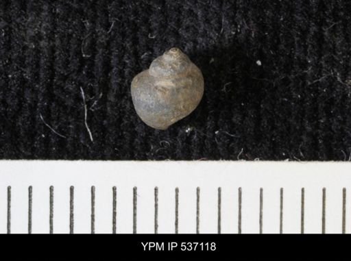 Viviparus montanaensis