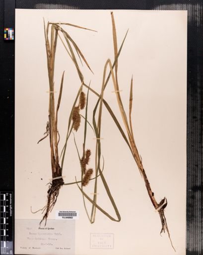 Plantae