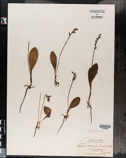 Habenaria
