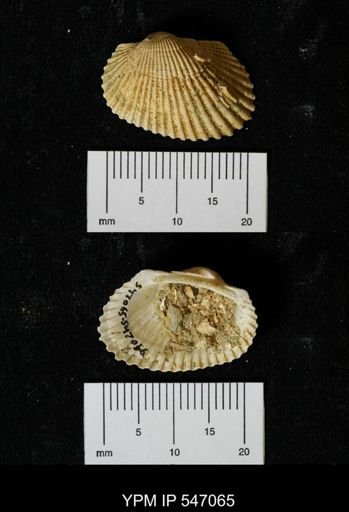 Scapharca transversa