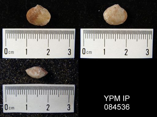 Gypidula simplex