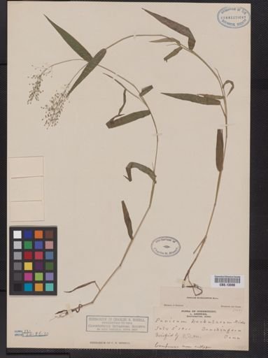Panicum microcarpon