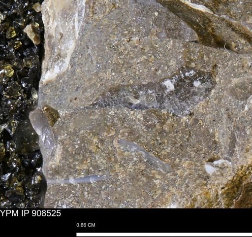 undet. Mollusca