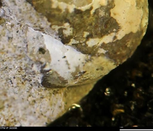 undet. Bivalvia