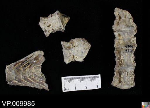 undet. Actinopterygii