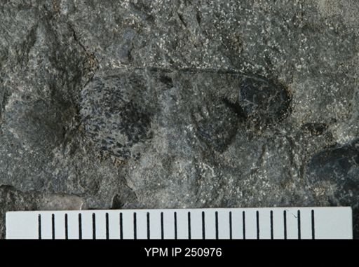undet. Phacopidae